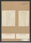 Coscinodiscus biangulatus A. Schm. (de-Toni-Nr.: Genus 202, Species 5035) Zeichnungen Sammlung Grunow Nr. 8762 (NHMW-BOT-W0378354)